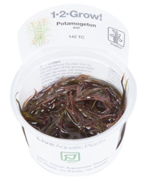 TROPICA 1-2 Grow TC (Potamogeton gayi)