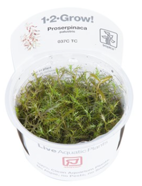 TROPICA 1-2 Grow TC (Proserpinaca palustris 'Cuba')