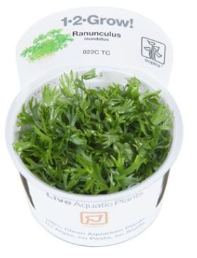 TROPICA 1-2 Grow TC (Ranunculus inundatus)