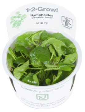 TROPICA 1-2 Grow TC (Nymphoides hydrophylla 'Taiwan')