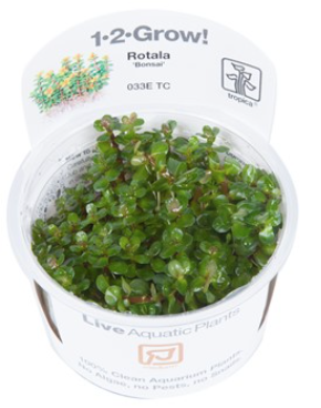 TROPICA 1-2 Grow TC (Rotala 'Bonsai')