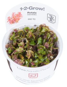 TROPICA 1-2 Grow TC (Rotala macrandra)