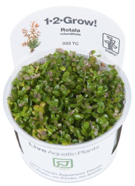 TROPICA 1-2 Grow TC (Rotala rotundifolia)