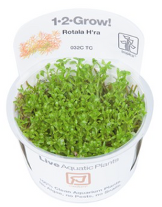 TROPICA 1-2 Grow TC (Rotala 'Vietnam H'ra')