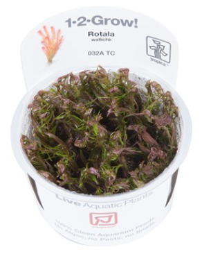 TROPICA 1-2 Grow TC (Rotala wallichii)