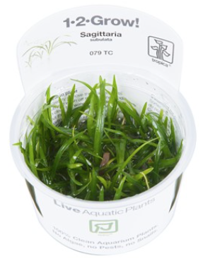 TROPICA 1-2 Grow TC (Sagittaria subulata)