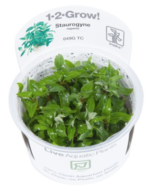 TROPICA 1-2 Grow TC (Staurogyne repens)
