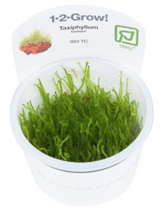TROPICA 1-2 Grow TC (Taxiphyllum barbieri)