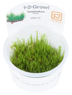 TROPICA 1-2 Grow TC (Taxiphyllum 'Flame')