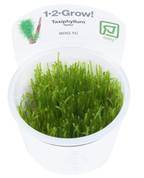 TROPICA 1-2 Grow TC (Taxiphyllum 'Spiky')