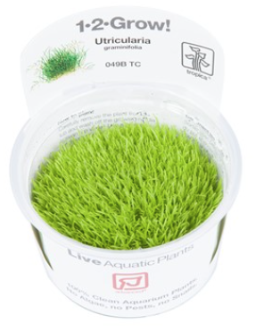 TROPICA 1-2 Grow TC (Utricularia graminifolia)