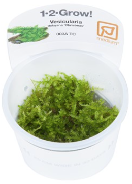 TROPICA 1-2 Grow TC (Vesicularia dubyana 'Christmas')