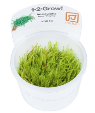 TROPICA 1-2 Grow TC (Vesicularia ferriei 'Weeping')
