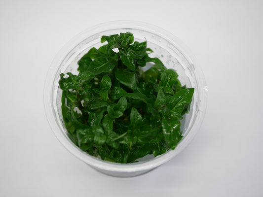 Oriental TC - Staurogyne repens