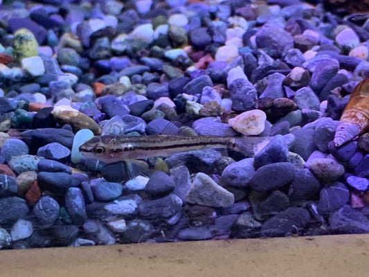 Rosy Loach