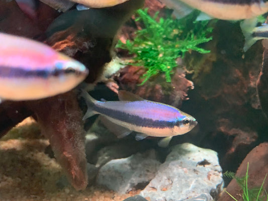 Kerri Tetra