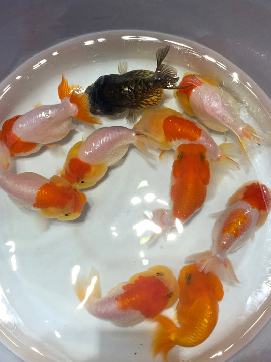 Thai Ranchu