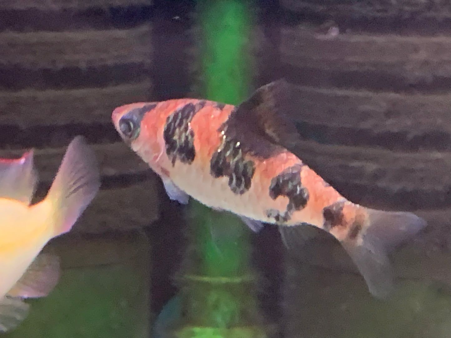 Snake Skin Barb
