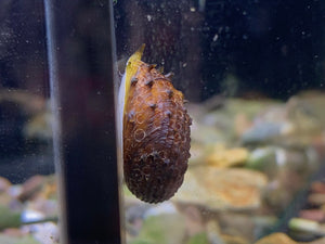 King Koopa Snail