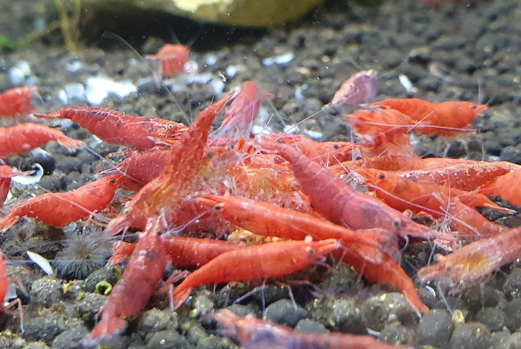 Red Shrimp/Cherry Shrimp