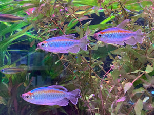 Congo Tetra (Male)