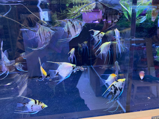 Assorted Angelfish