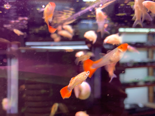 Tuxedo Koi Guppy Pair