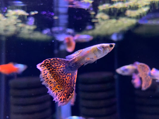 Rainbow Guppy