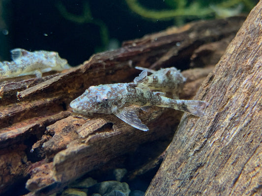 Parotocinclus eppleyi