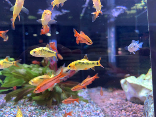 Golden Barb