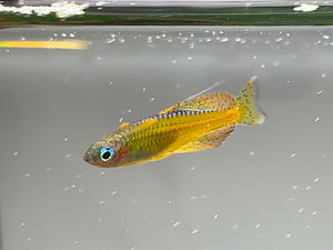 Gertrudae Rainbow Fish