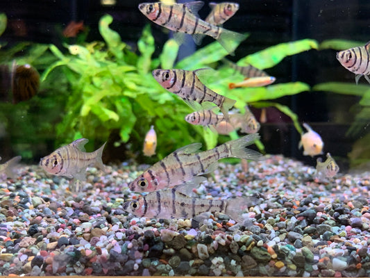 Eight-Banded Barb