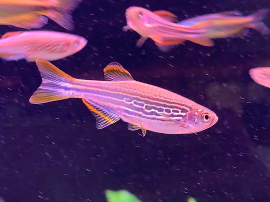 Danio Kyathit