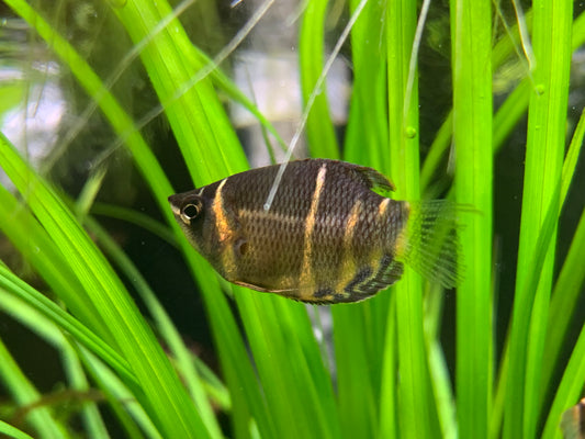 Chocolate Gourami