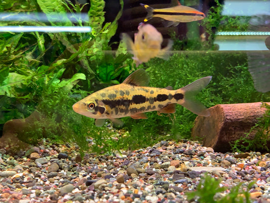 Leporinus sp “Strawberry”