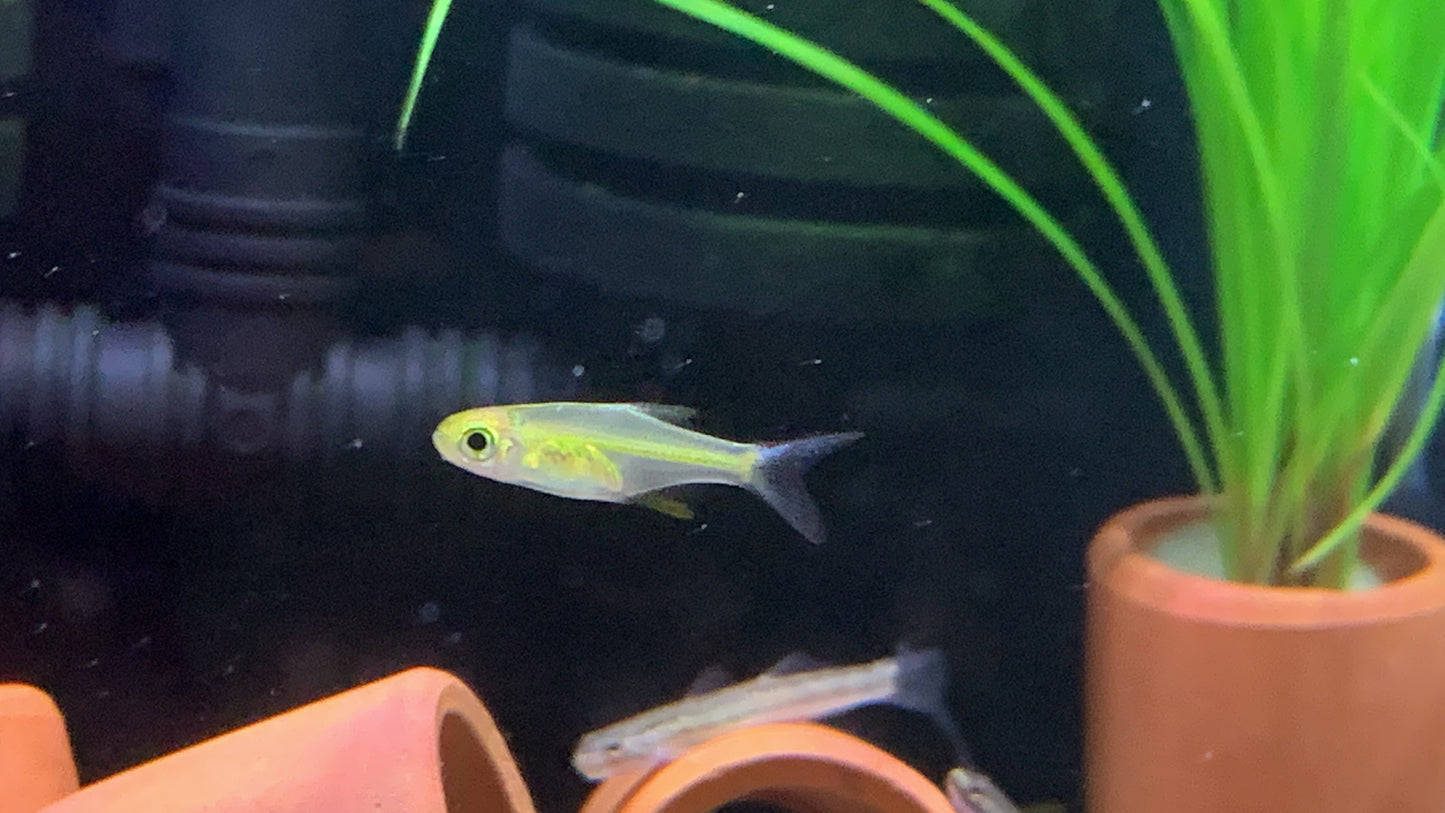 Microrasbora Kubotai