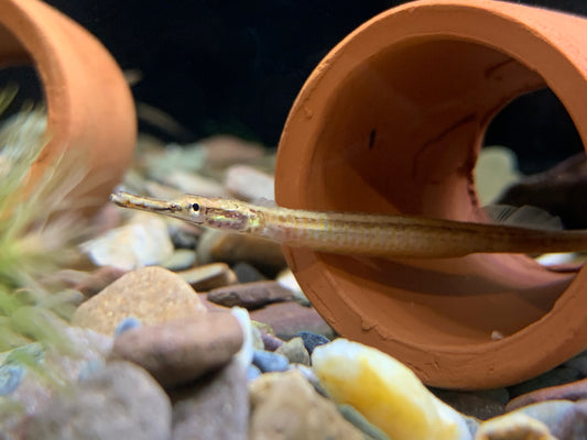 Freshwater Pipefish