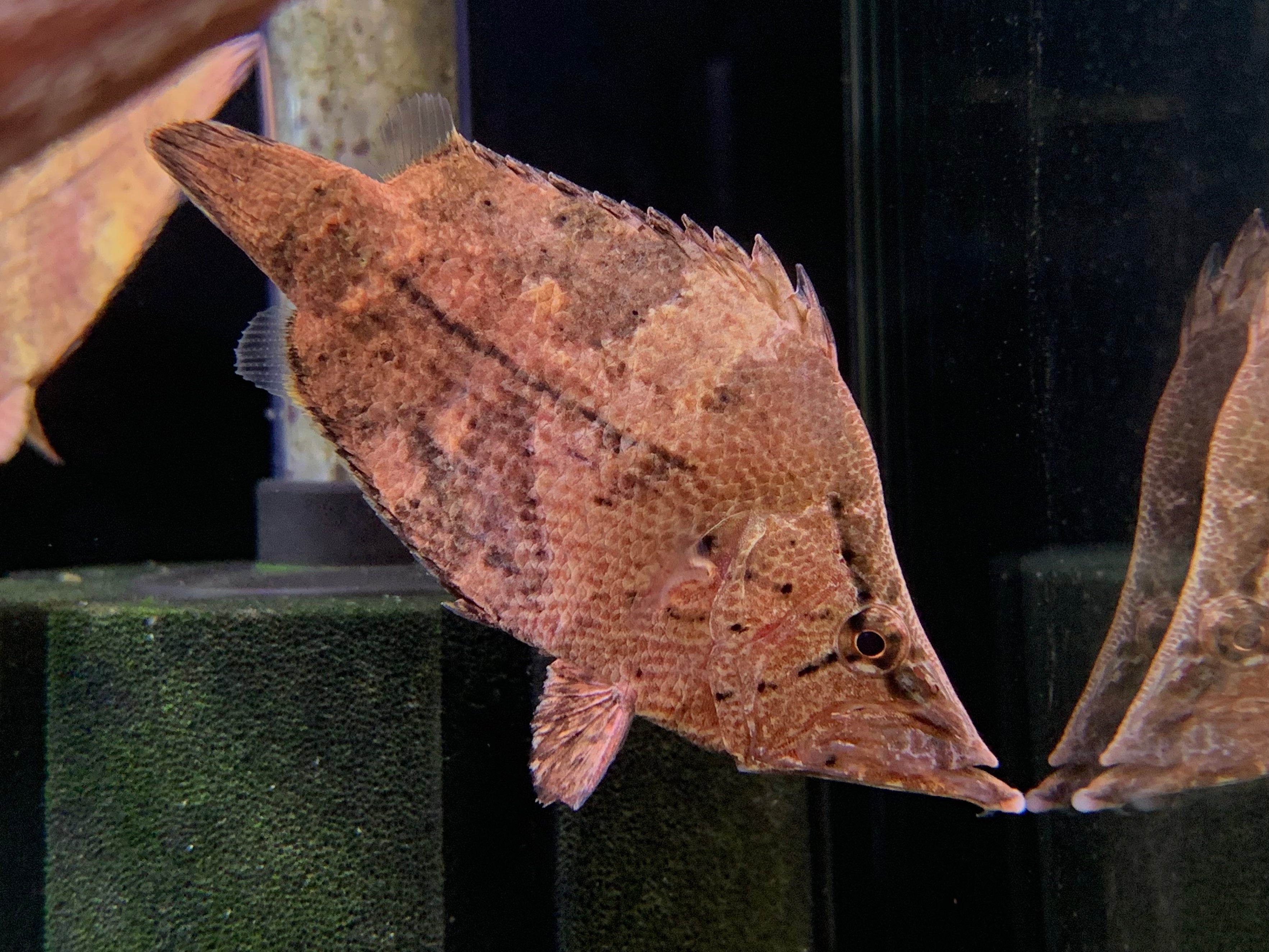 south american leaf fish