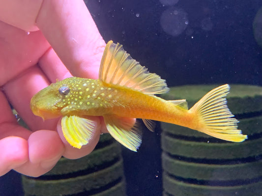 L200 Green Phantom Pleco