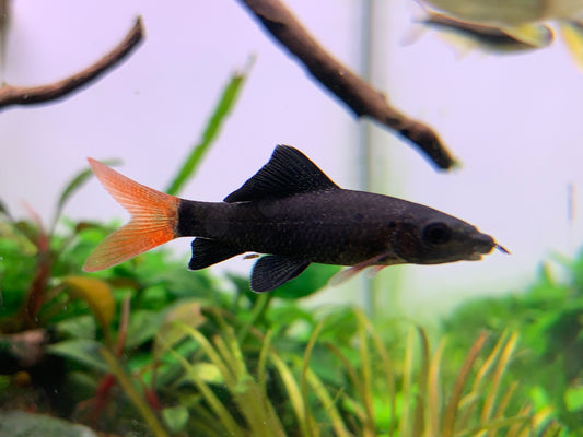 Rainbow Shark