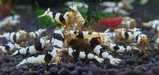 Crystal Black Shrimp