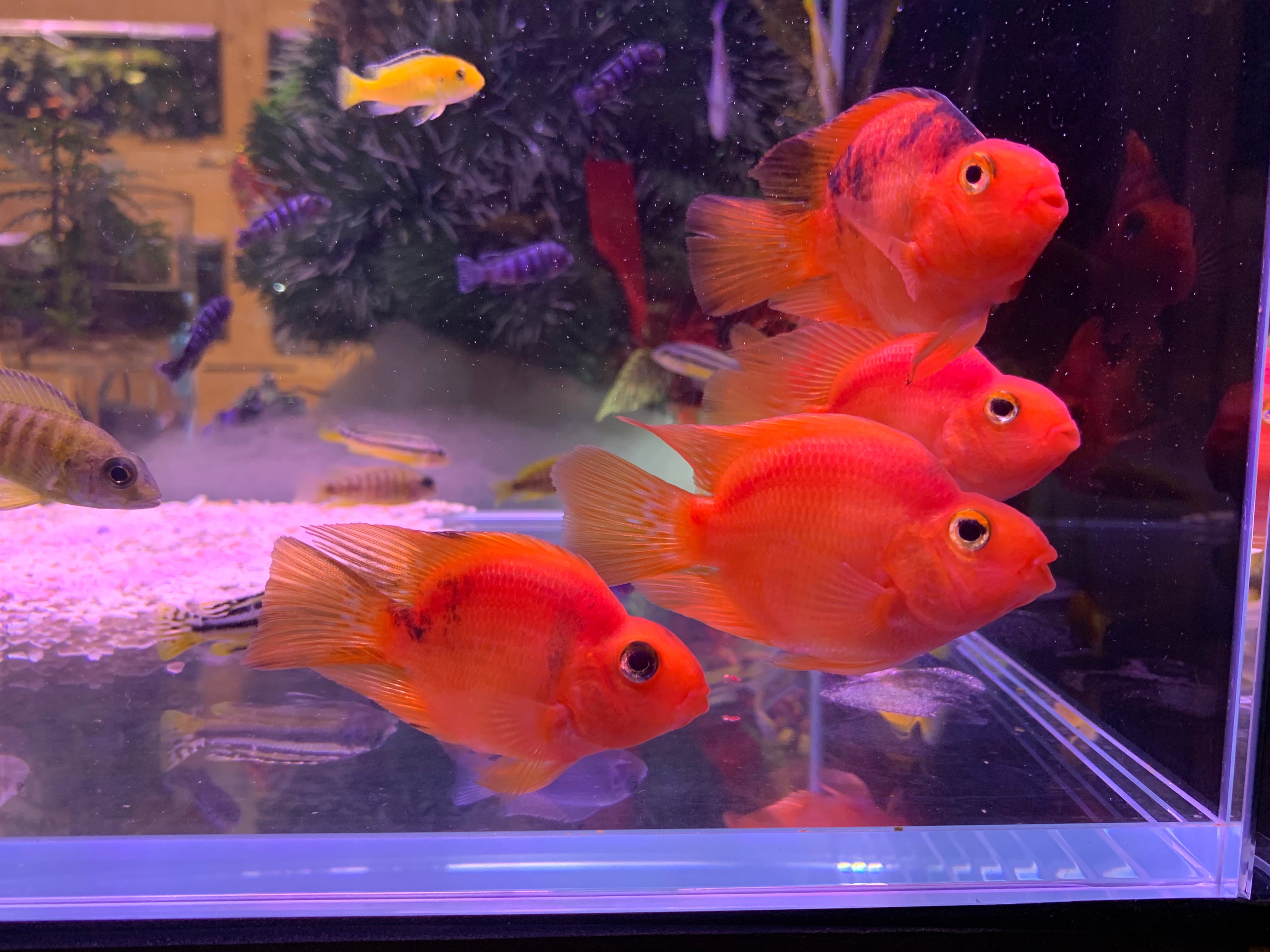 Parrot Fish Menu Parrot Fish – Aquatic Avenue Online Store
