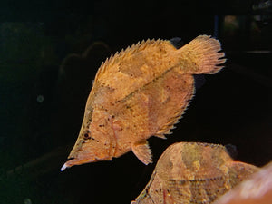 south american leaf fish