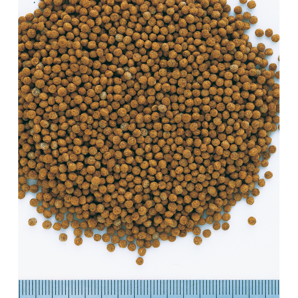 Tetra Goldfish-Gold Exotic