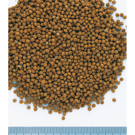 Tetra Goldfish-Gold Exotic