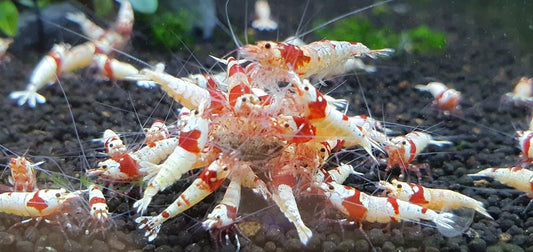 Crystal Red Shrimp