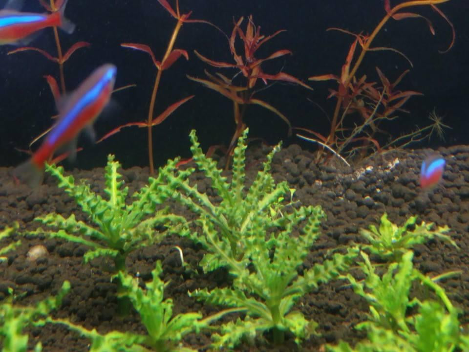 Pogostemon Helferi