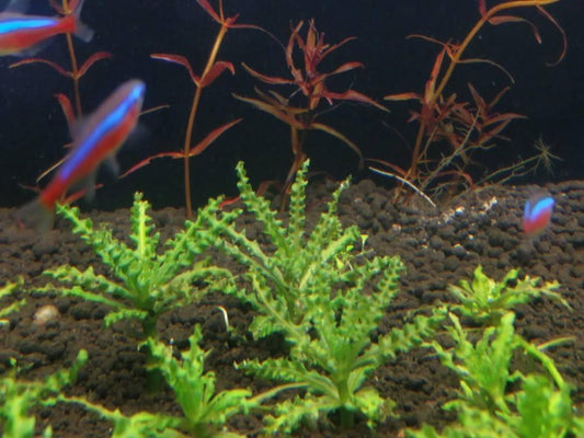 Pogostemon Helferi