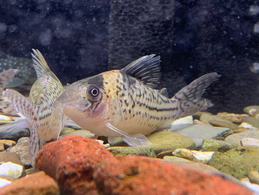 Corydoras Incolicana