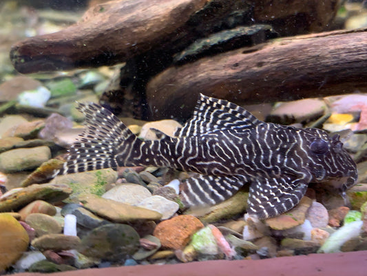 L260  Queen Arabesque Pleco